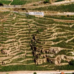 Vignoble en terrasses de Côte Rôtie, un millésime E. Guigal prometteur.