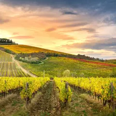 Vignoble toscan aux feuilles jaunes d'automne, sous un ciel dramatique. On imagine un verre de chianti blanc frais.