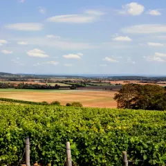 Paysage de vignes verdoyantes sur les coteaux du Giennois, parfait pour un accord mets et vins blancs.