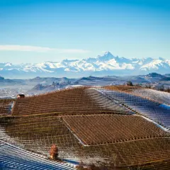 Collines enneigées du Piémont, parsemées de vignes prêtes pour un millésime Barolo exceptionnel, avec les Alpes majestueuses en arrière-plan.