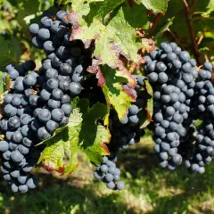 Grappes de merlot mûres sur la vigne, promettant un millésime Pomerol exceptionnel. Le soleil dore les feuilles vertes et les baies sombres.