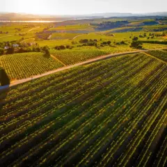 Vastes vignobles baignés par le soleil couchant, promesse d'un grand millésime Châteauneuf-du-Pape.