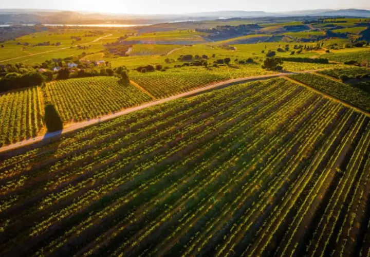 Vastes vignobles baignés par le soleil couchant, promesse d'un grand millésime Châteauneuf-du-Pape.
