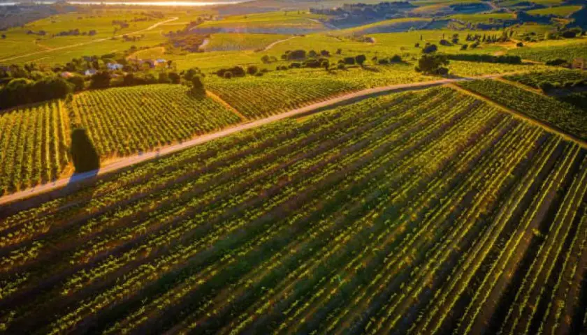 Vastes vignobles baignés par le soleil couchant, promesse d'un grand millésime Châteauneuf-du-Pape.