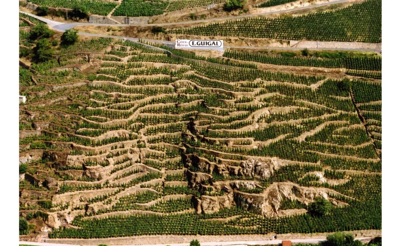 Vignoble en terrasses de Côte Rôtie, un millésime E. Guigal prometteur.