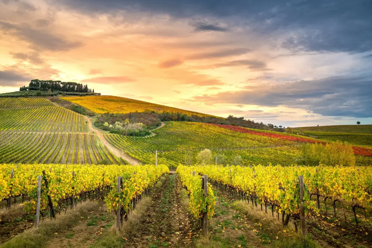 Vignoble toscan aux feuilles jaunes d'automne, sous un ciel dramatique. On imagine un verre de chianti blanc frais.
