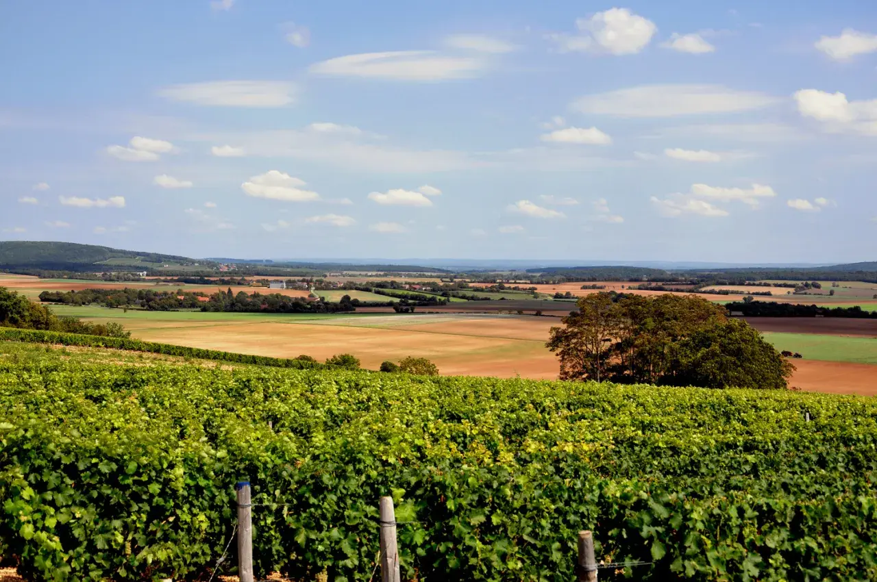 Paysage de vignes verdoyantes sur les coteaux du Giennois, parfait pour un accord mets et vins blancs.
