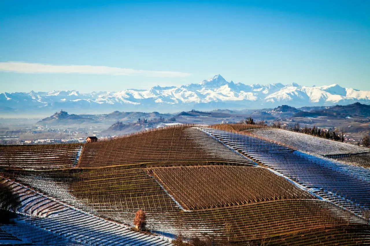 Collines enneigées du Piémont, parsemées de vignes prêtes pour un millésime Barolo exceptionnel, avec les Alpes majestueuses en arrière-plan.