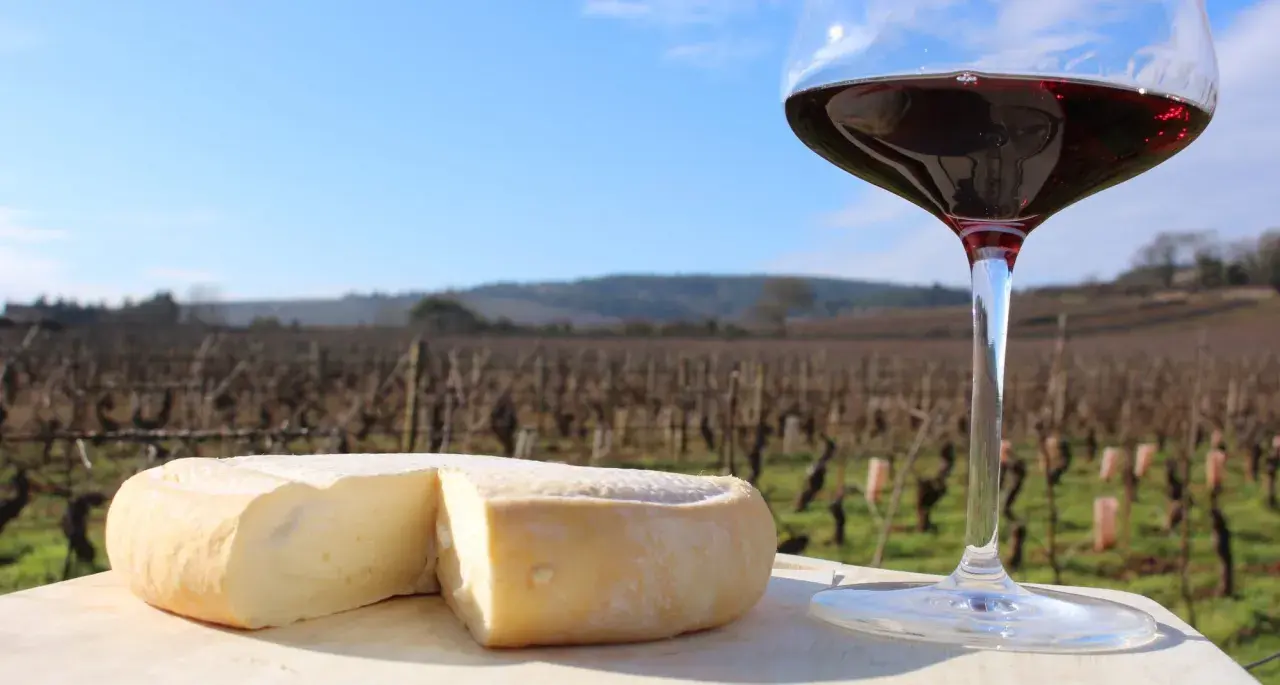 Un fromage à pâte molle et un verre de vin rouge, parfaits pour accompagner un millésime Pommard, devant un vignoble par un jour ensoleillé.
