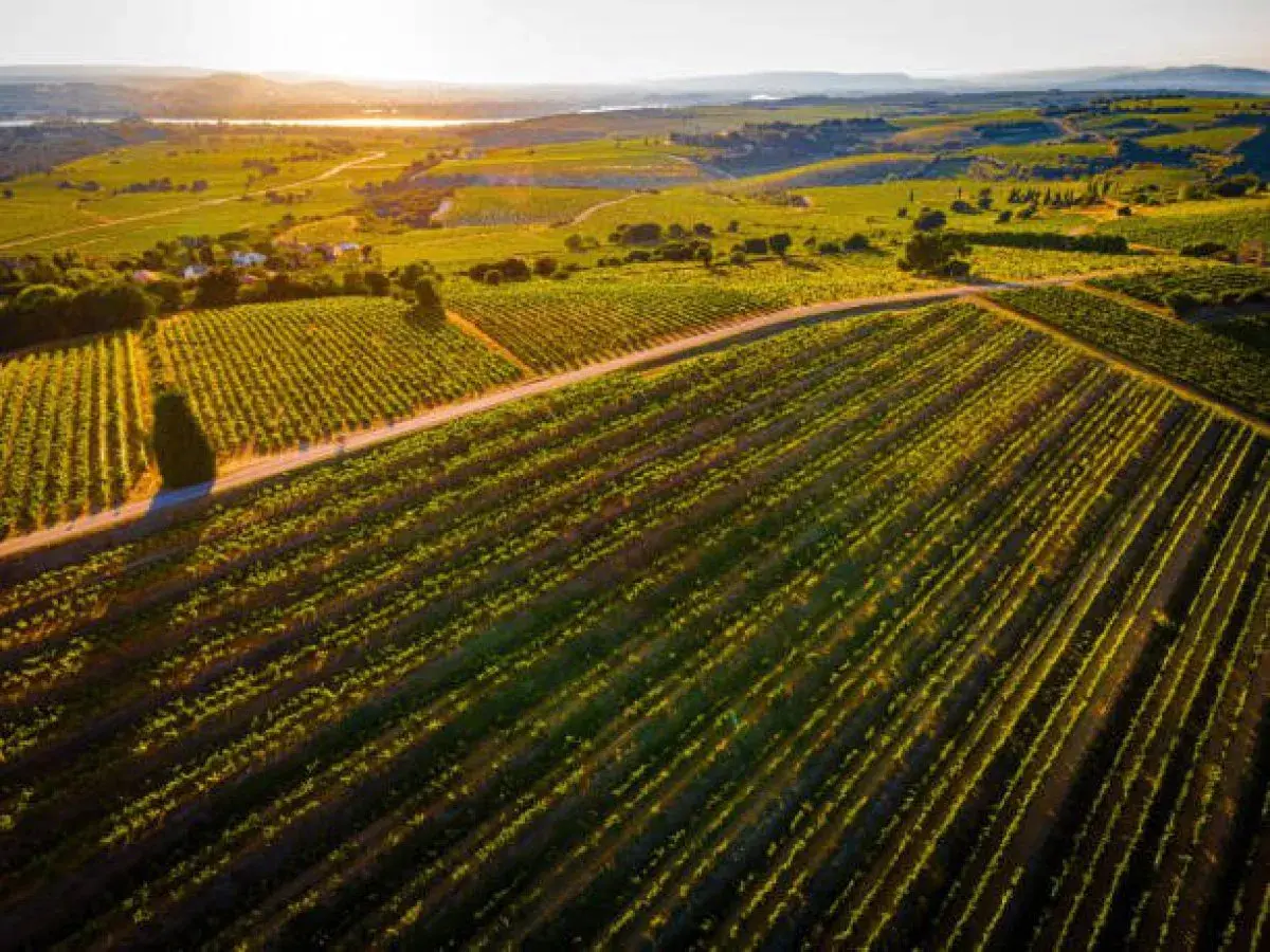 Vastes vignobles baignés par le soleil couchant, promesse d'un grand millésime Châteauneuf-du-Pape.