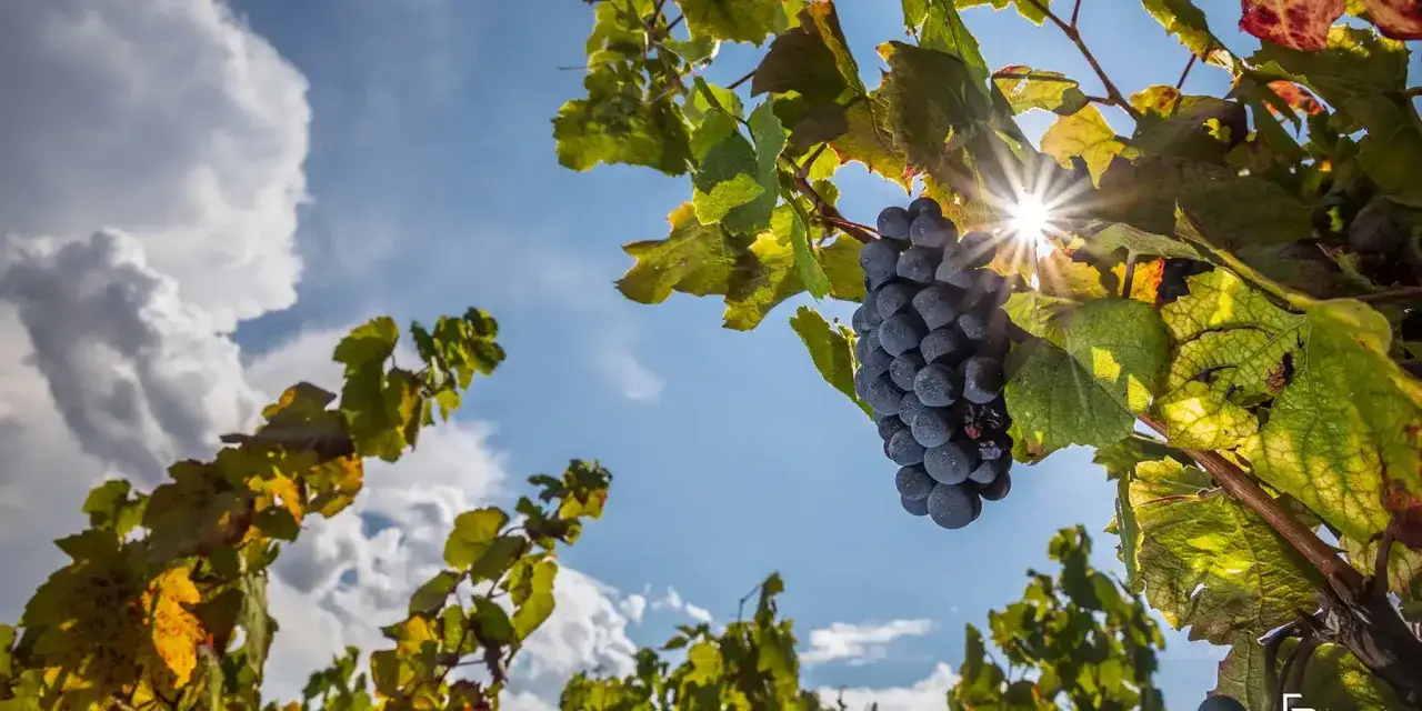 Grappe de raisin sombre sous un soleil éclatant, promesse d'un millésime Beaujolais exceptionnel. Feuillage vert et doré, ciel bleu et nuages blancs.