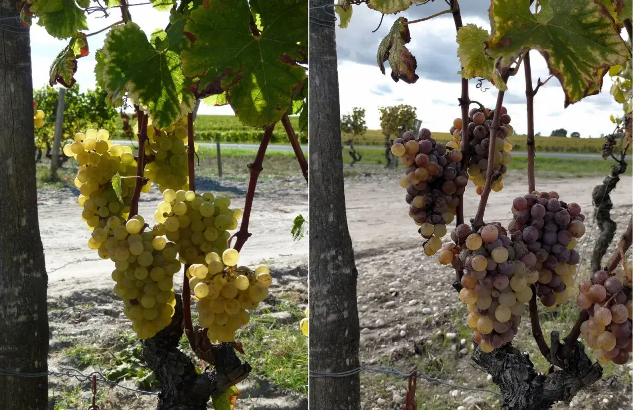 Grappes de raisins blancs et rosés mûrs sur pied, promesse de millésimes Sauternes exceptionnels.