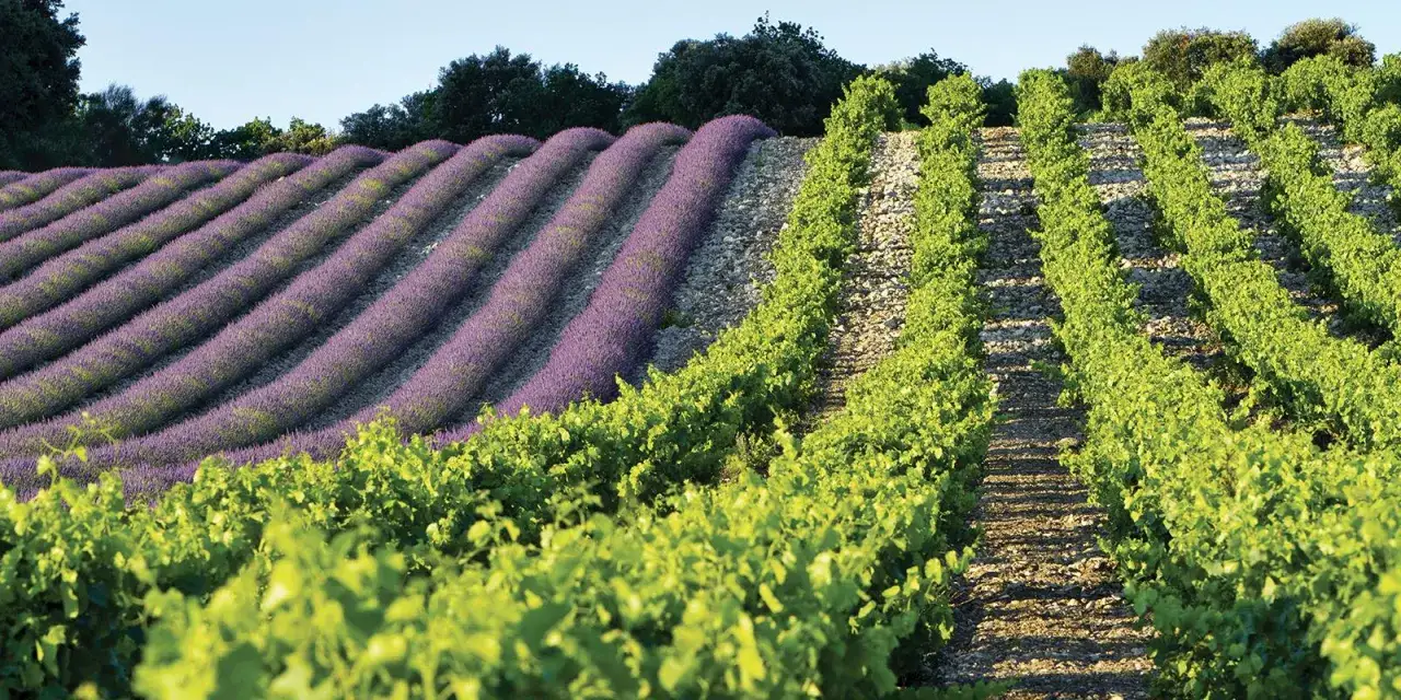 Champs de lavande et vignes en terrasses, un paysage typique de Grignan-les-Adhémar. Avis de beauté provençale.