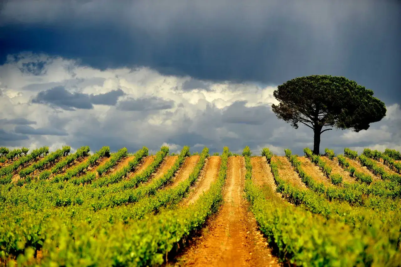 Vignes verdoyantes sous un ciel orageux, un pin solitaire veille sur ce paysage prometteur d'un millésime Côte du Rhône.