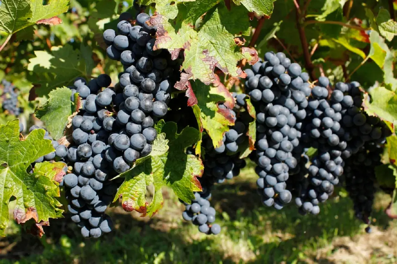Grappes de raisin noir mûres sur la vigne, promesse d'un millésime Pomerol exceptionnel.