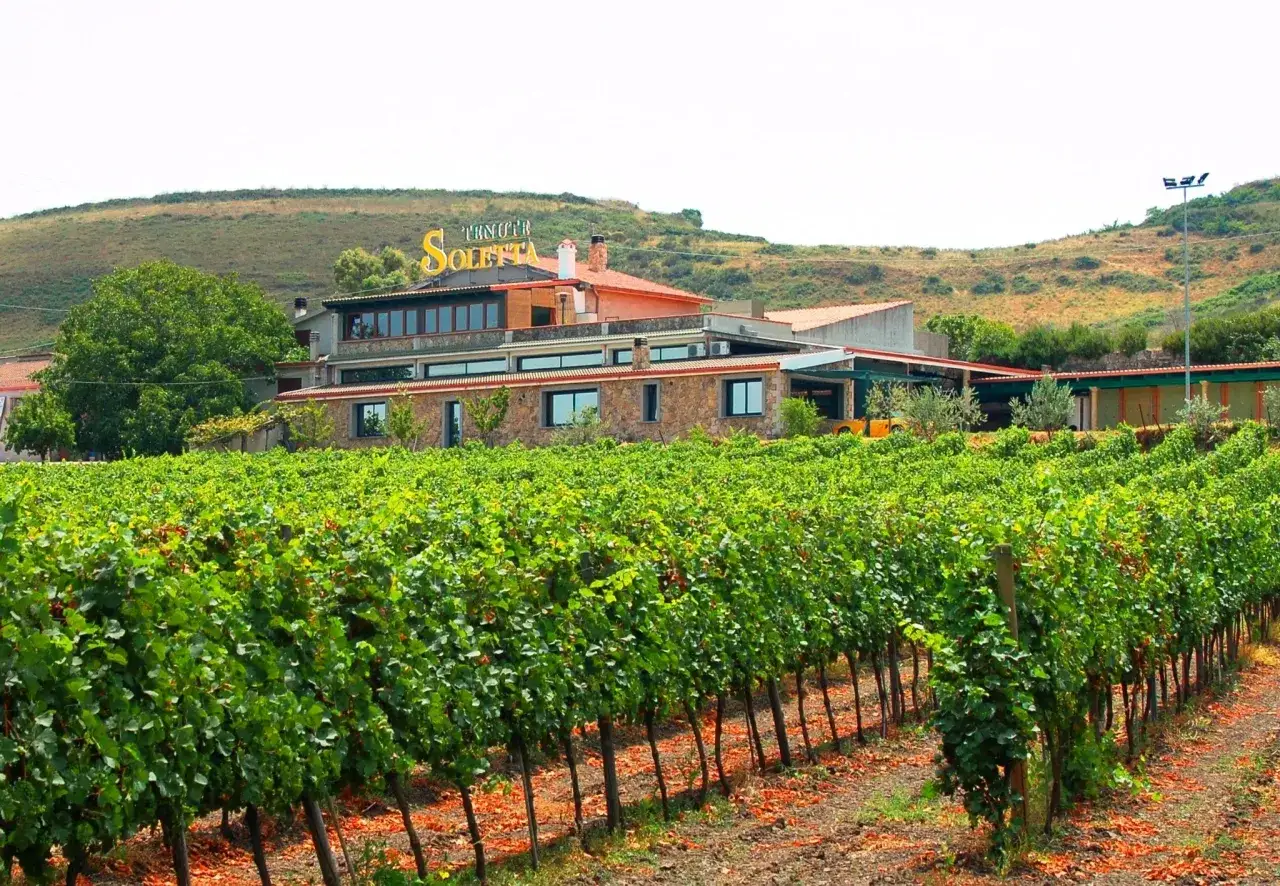 Vignoble luxuriant devant les bâtiments de Tenute Soletta, rappelant l'architecture de l'isola dei Nuraghi.
