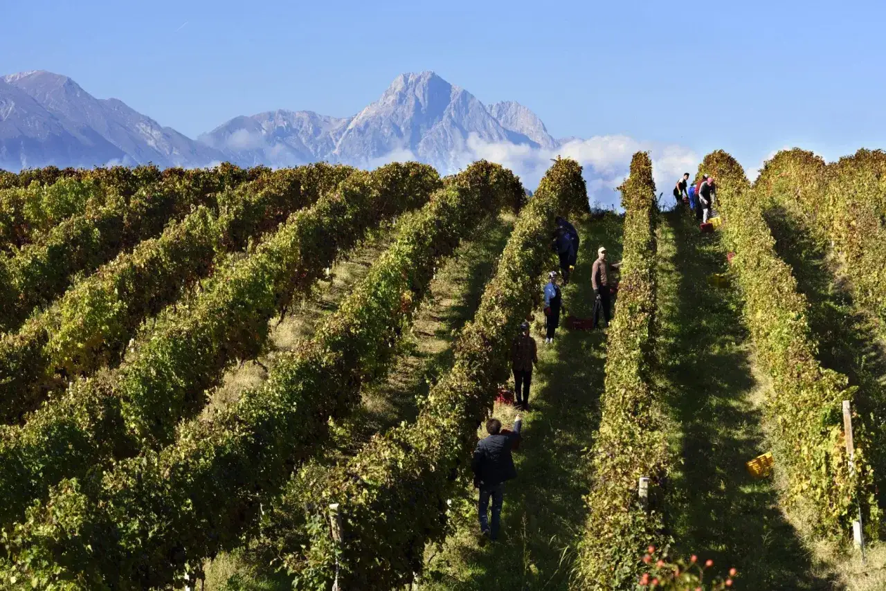 Vendangeurs dans un vignoble d'Abruzzes, récoltant le trebbiano sous un ciel bleu et des montagnes majestueuses.