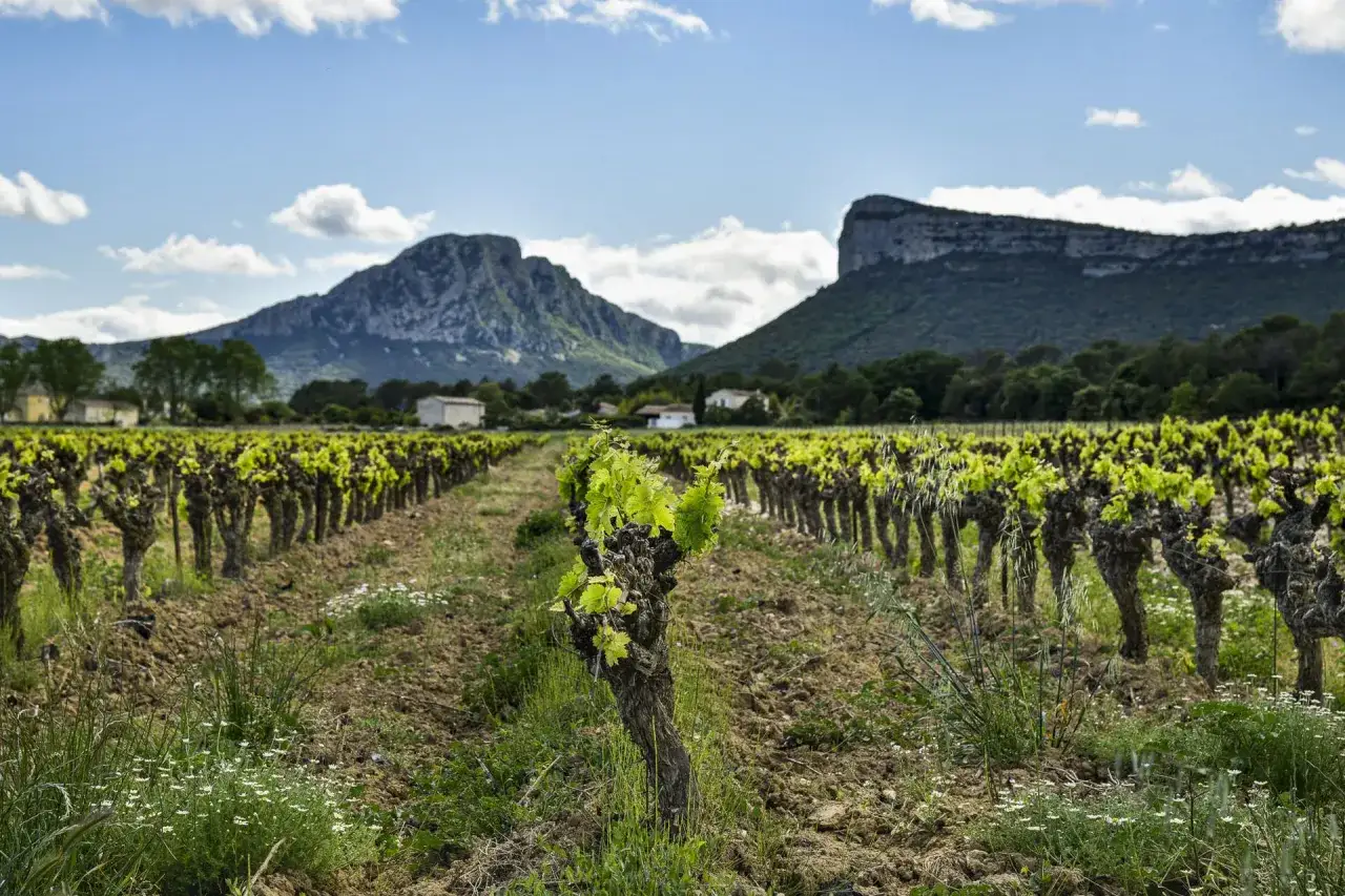 Vignes en pleine croissance sous un ciel bleu, paysage prometteur pour un futur vin rouge Saint-Guilhem-le-Désert.
