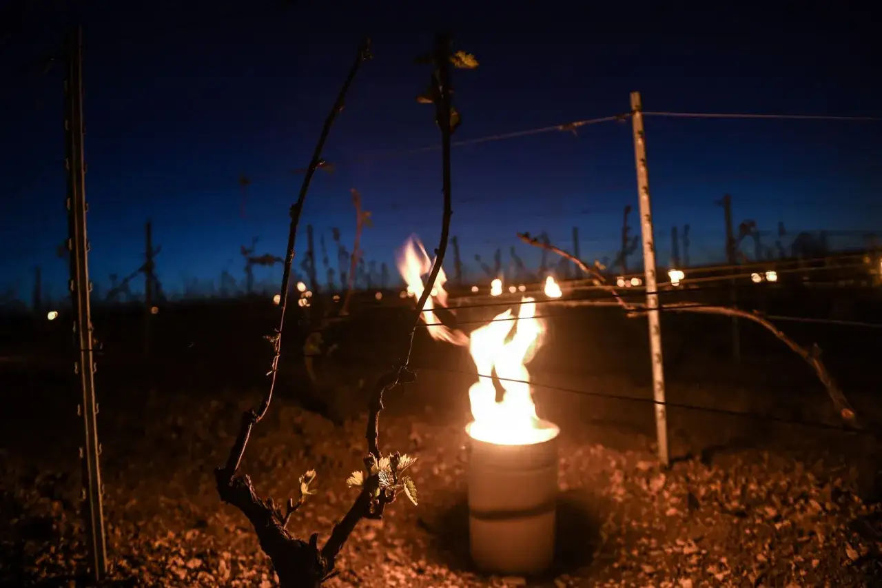 Vigne de chablis millésime la nuit, protégée du gel par des torches enflammées.
