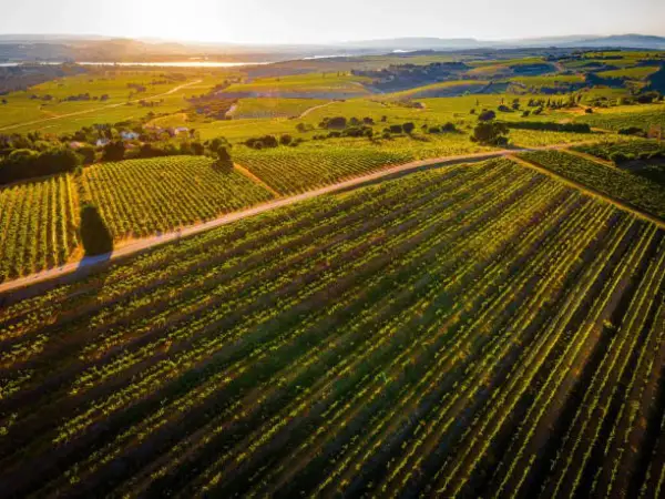 Vastes vignobles baignés par le soleil couchant, promesse d'un grand millésime Châteauneuf-du-Pape.